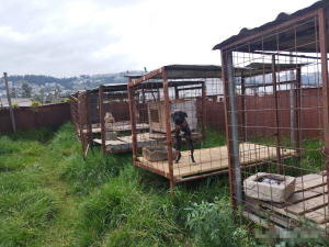 Se dictan fuertes multas por maltrato animal en Carapungo
